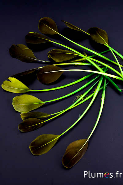 Anatra - 18-20 cm - lime-caffè